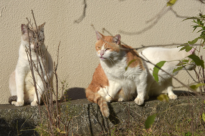 街のねこたち