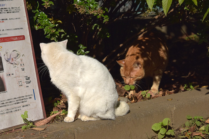 街のねこたち