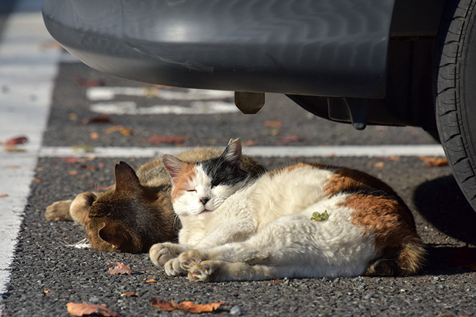 街のねこたち