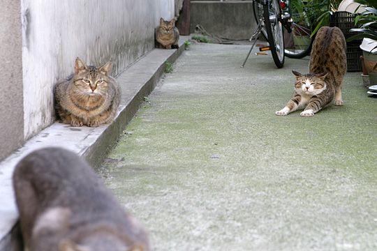 街のねこたち