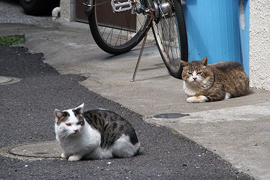 街のねこたち