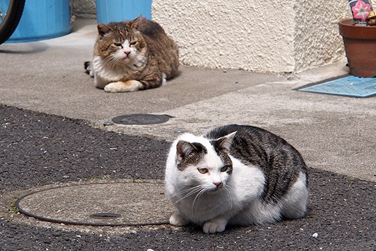 街のねこたち