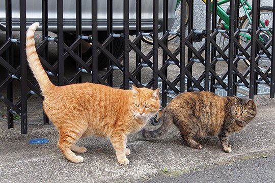 街のねこたち