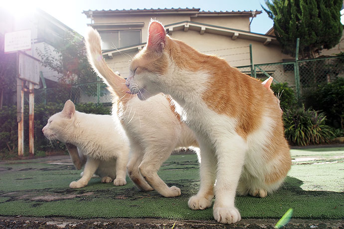 街のねこたち