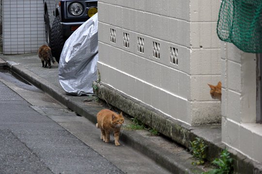 街のねこたち