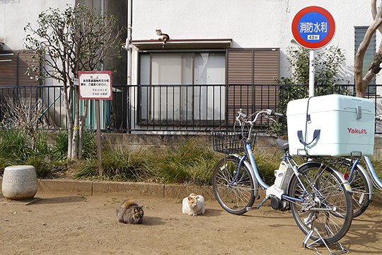街のねこたち
