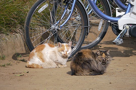 街のねこたち