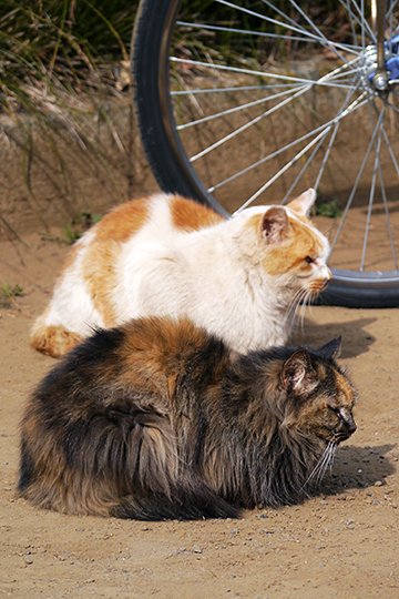 街のねこたち