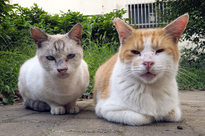 街のねこたち