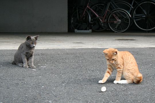 街のねこたち