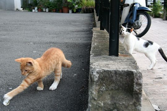 街のねこたち