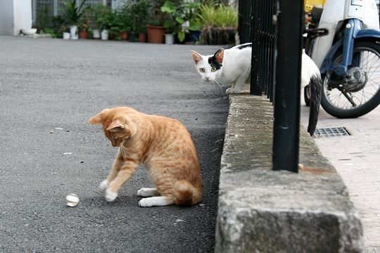 街のねこたち