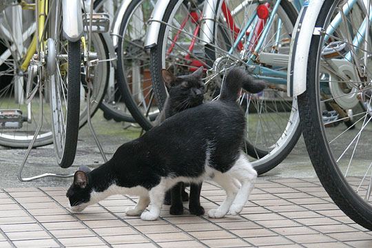 街のねこたち