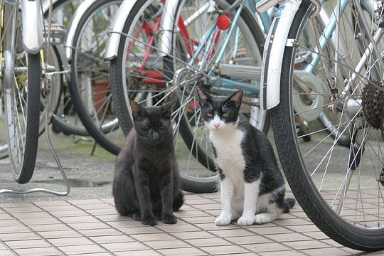 街のねこたち