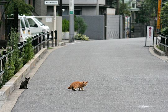 街のねこたち