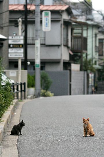 街のねこたち