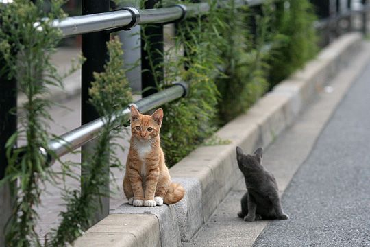 街のねこたち