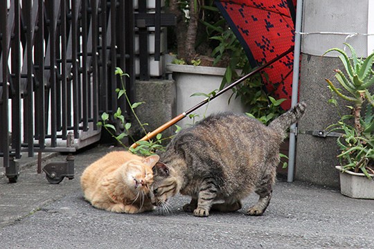 街のねこたち