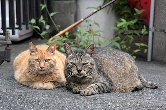 街のねこたち