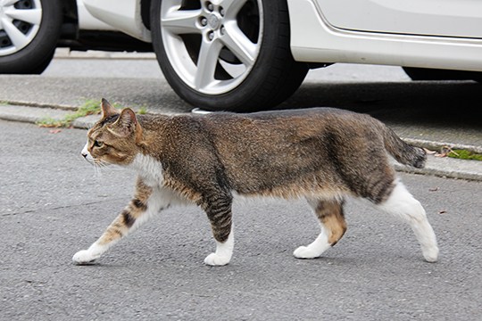 街のねこたち