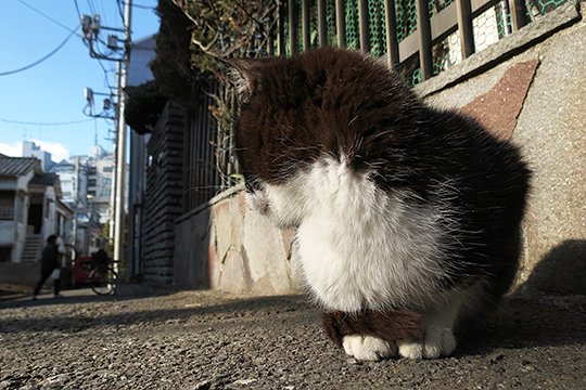 街のねこたち