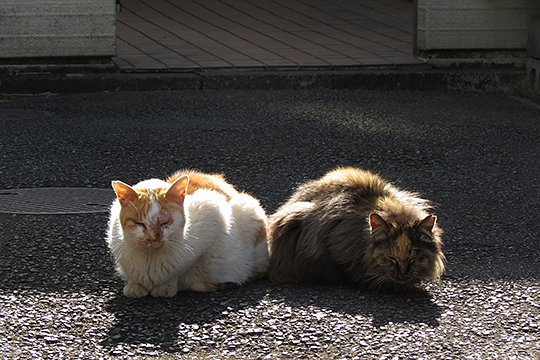 街のねこたち