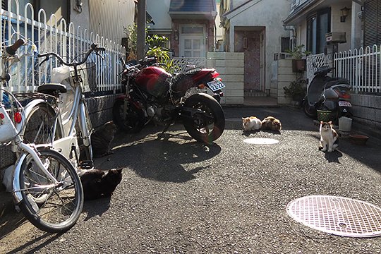 街のねこたち