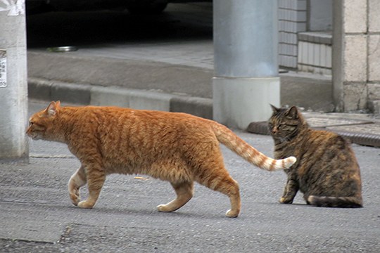 街のねこたち