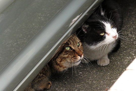 街のねこたち