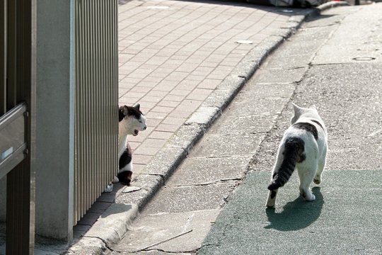 街のねこたち