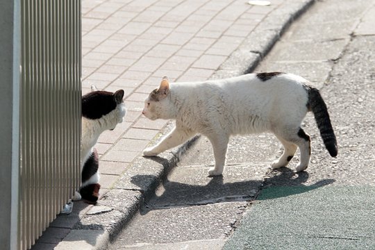 街のねこたち