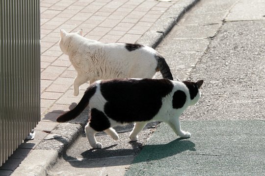 街のねこたち