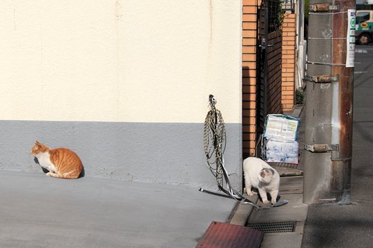 街のねこたち