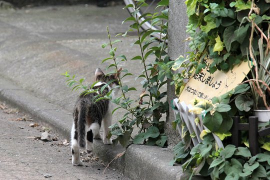 街のねこたち