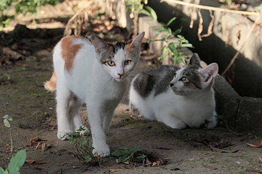 街のねこたち
