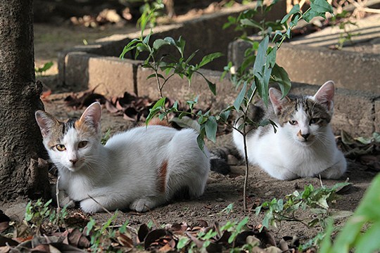 街のねこたち