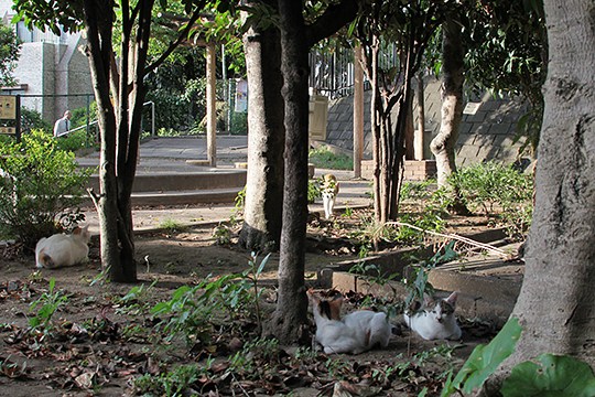街のねこたち