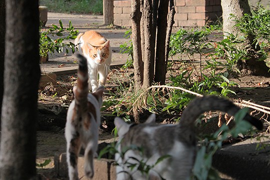 街のねこたち