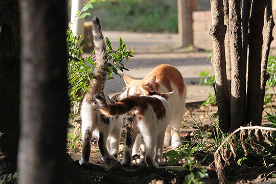 街のねこたち