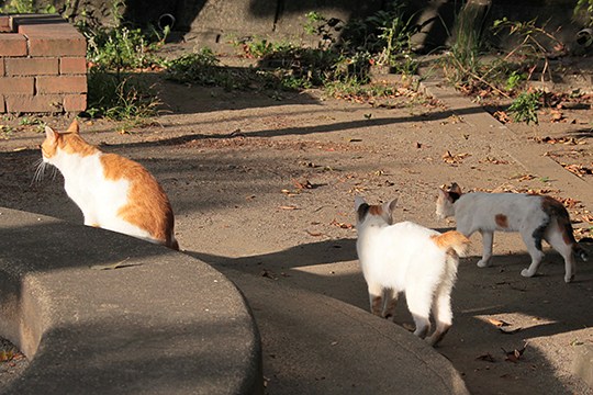 街のねこたち