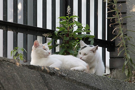 街のねこたち