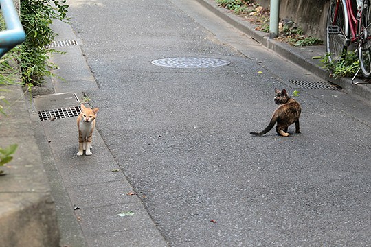 街のねこたち