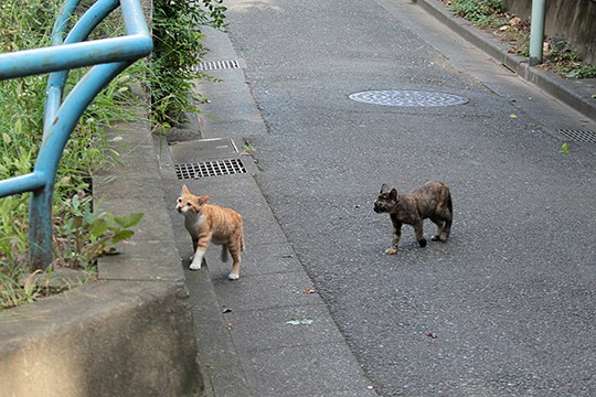 街のねこたち