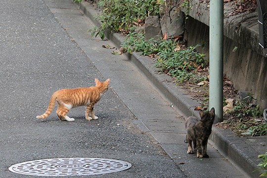 街のねこたち