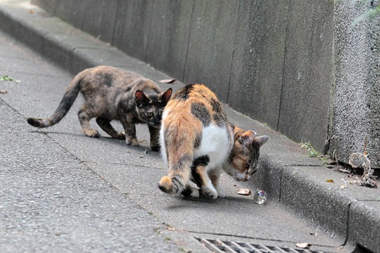 街のねこたち