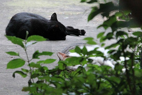 街のねこたち