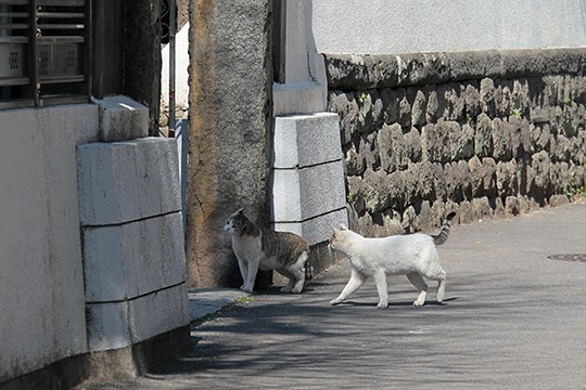 街のねこたち