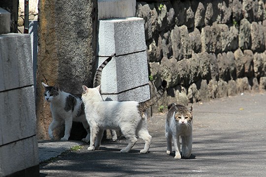 街のねこたち