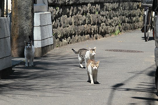 街のねこたち