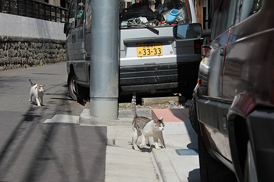 街のねこたち